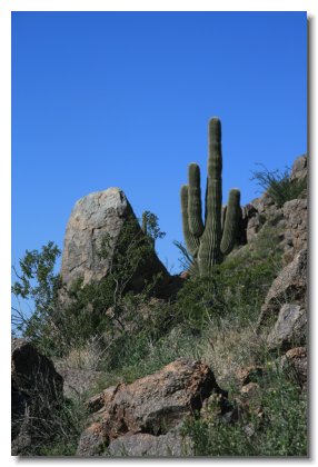 Arizona (4)